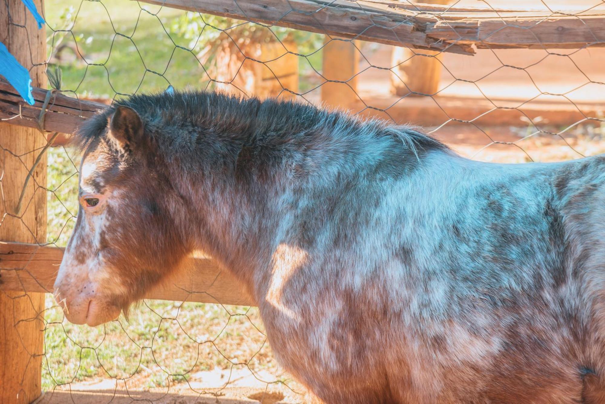 Hotel Fazenda Reviver Araçoiaba da Serra Dış mekan fotoğraf