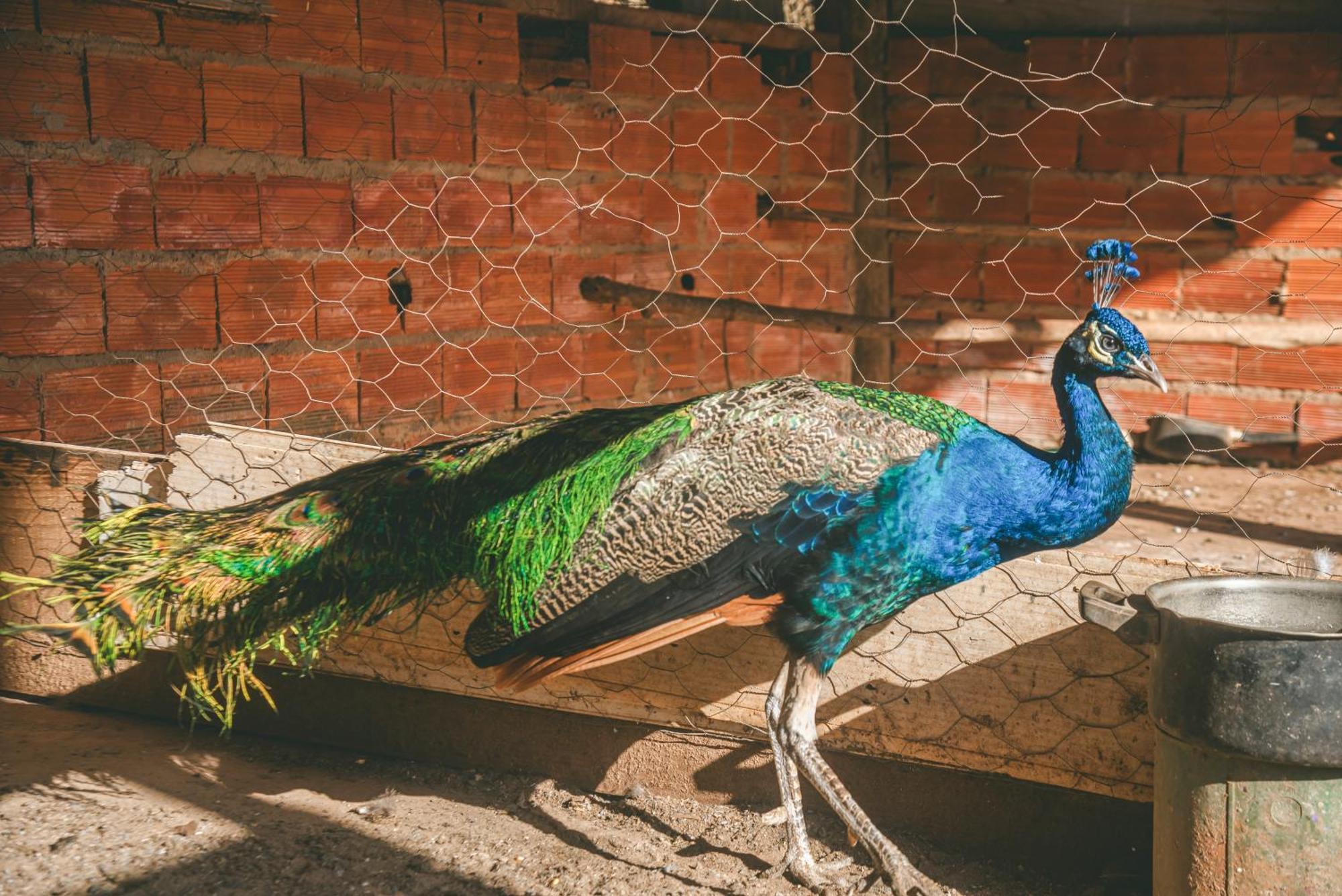 Hotel Fazenda Reviver Araçoiaba da Serra Dış mekan fotoğraf