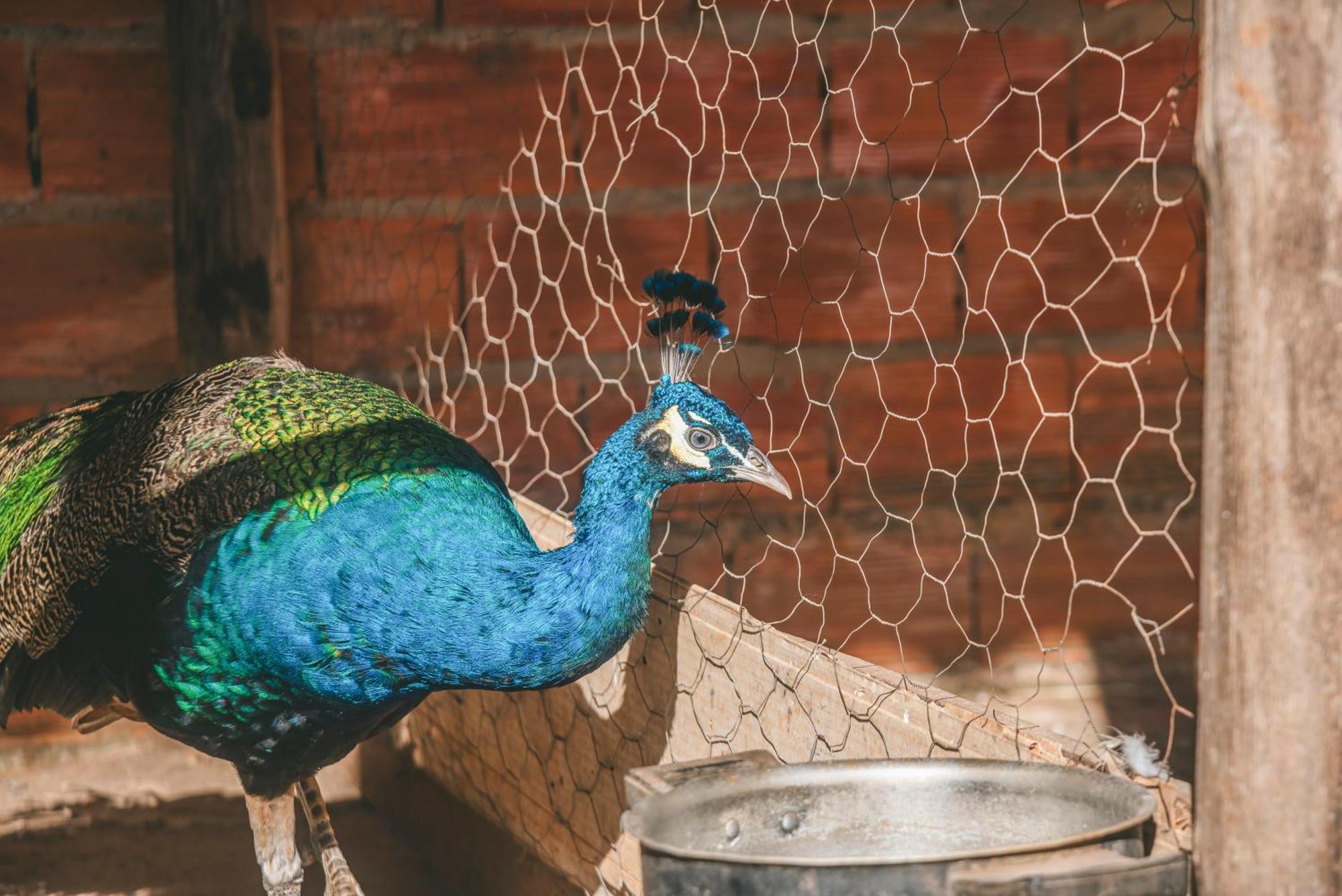 Hotel Fazenda Reviver Araçoiaba da Serra Dış mekan fotoğraf